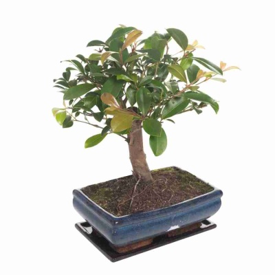 Бонсай Кармона модерн