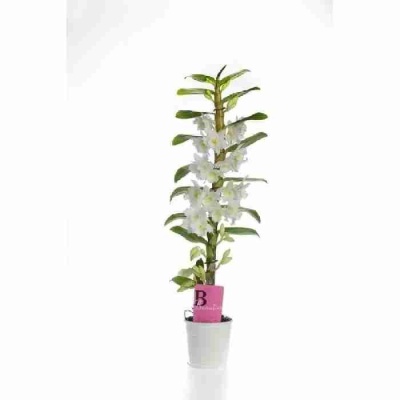 Дендробиум Нобиле Белый 1 ствол