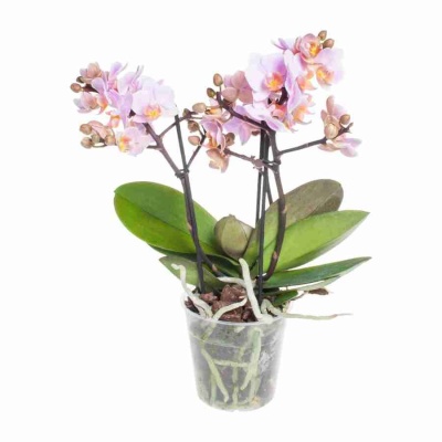 Фаленопсис Букет Романтик 3-5 ст