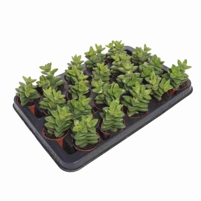 Крассула Овата Обликва