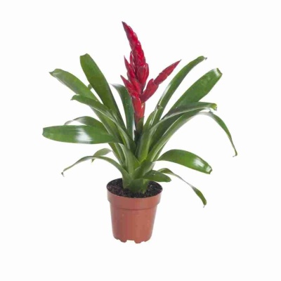 Вриезия Поэлмани