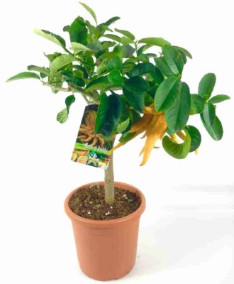 Цитрус Рука Будды