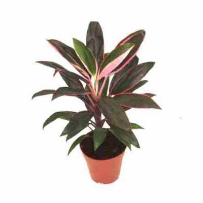 Кордилина Танго