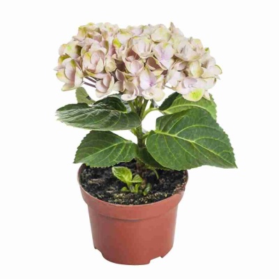 Гортензия Меджикал Революшен розовая