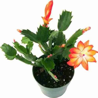 Шлумбергера Christmas Cheer