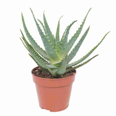 Алоэ Джексона