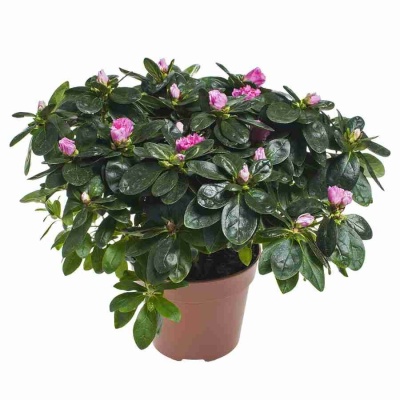 Азалия индика Микс