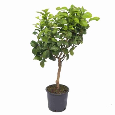 Цитрус Лимон 