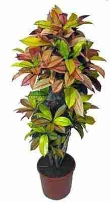 Антуриум андрианум Пинк Фивер