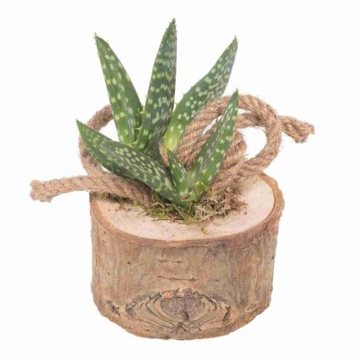 Алоэ Вера в деревянной кадке