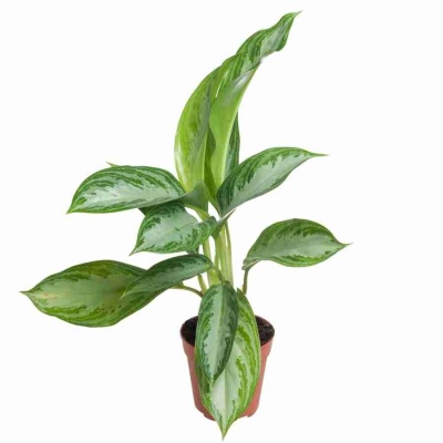 Аглаонема Сильвер Бей