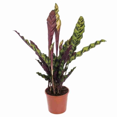 Калатея Лансифолия