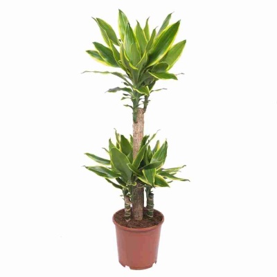 Драцена фрагранс Голден Кост карусель 