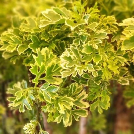 Дерево Полисциас 