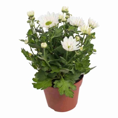 Хризантема Бриз белая