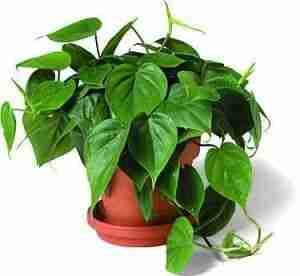 Филодендрон Сканденс