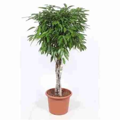 Фикус биннендийка Амстел Кинг переплетеный