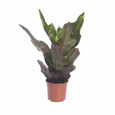 Бегония рекс Картагена