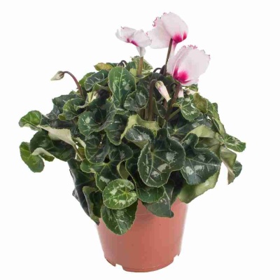 Цикламен Виктория