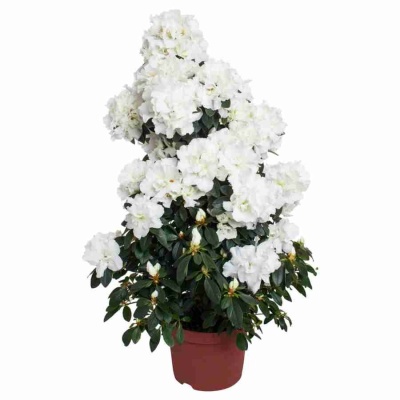 Азалия индика белая пирамида