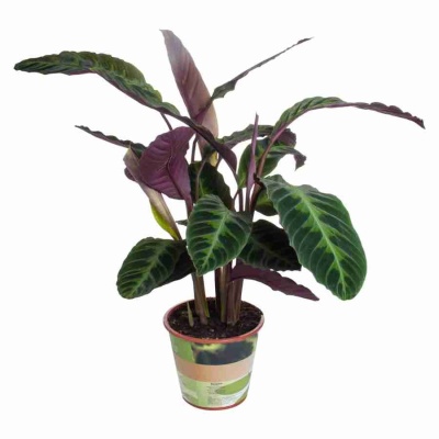 Калатея Варшевичи