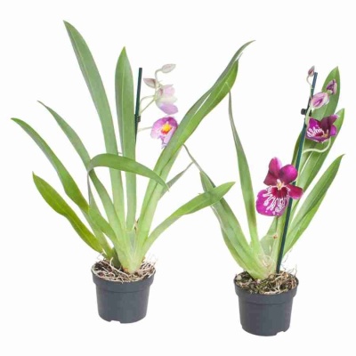 Мильтония ассорти 2 ст