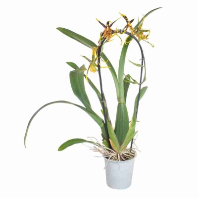 Брассия Саммер Дрим каскад 1 ст