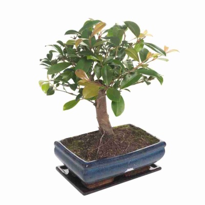 Бонсай Кармона модерн