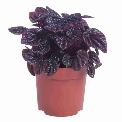 Пеперомия Каперата Шуми Красная