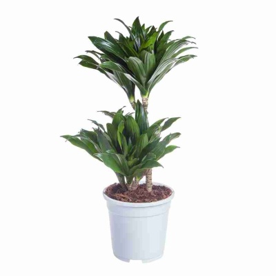 Драцена фрагранс Компакта 2 ст