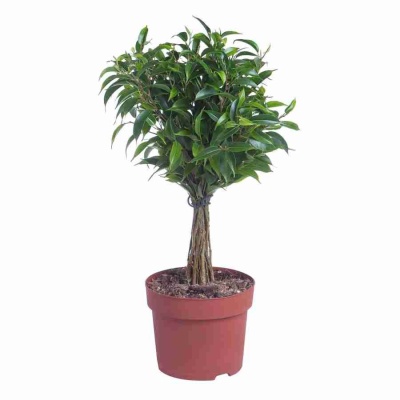 Фикус бенджамина Бабилатос