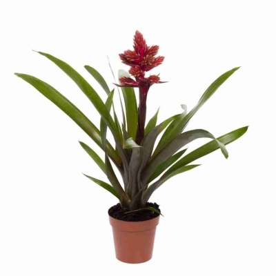 Эхмея Элегант красная