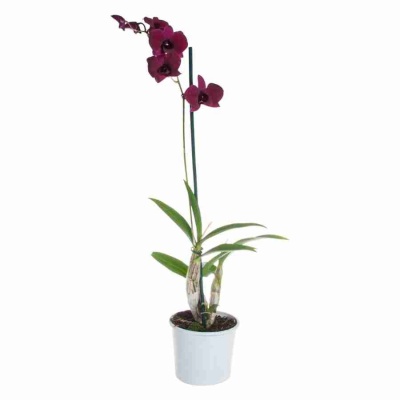 Дендробиум Санок Тай Блэк 1 ст