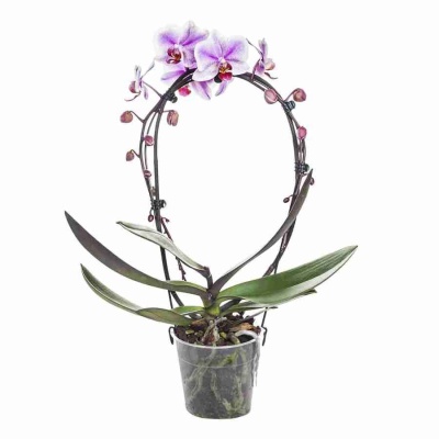 Фаленопсис Поинт 2 ст