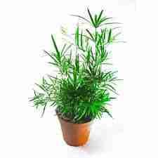 Аспарагус Фалкатус