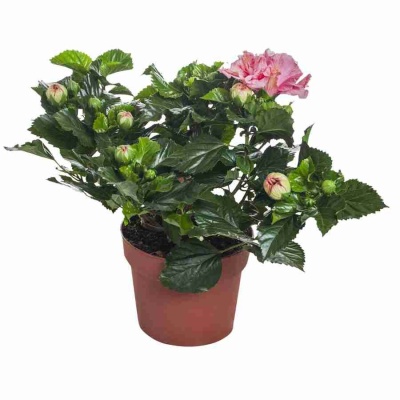 Гибискус Зарагоза