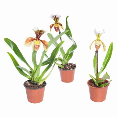 Пафиопедилюм Американский 