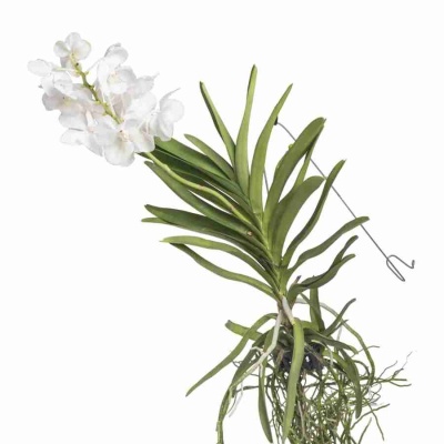 Ванда белая ампельная