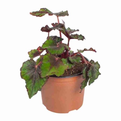 Бегония рекс Гибриден