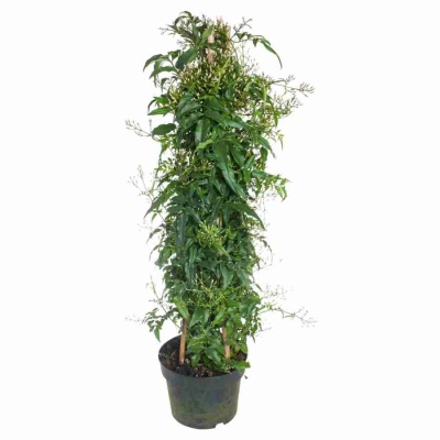 Жасмин многоцветковый пирамида