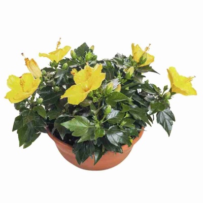 Гибискус Бари