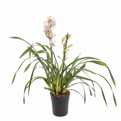 Цимбидиум Сабин