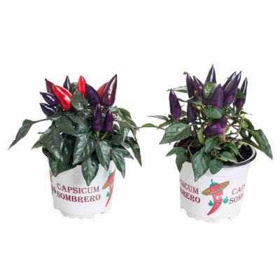 Капсикум Блэк