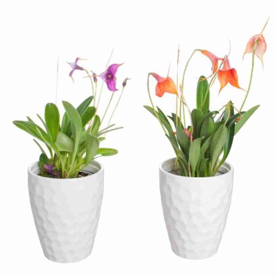 Масдеваллия 