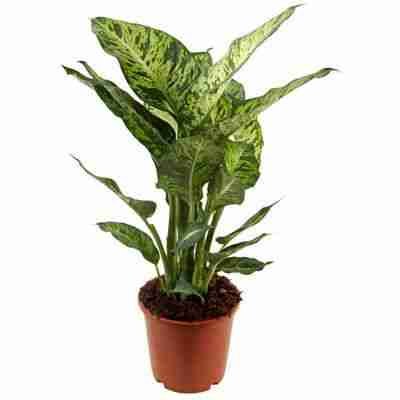 Диффенбахия Марс