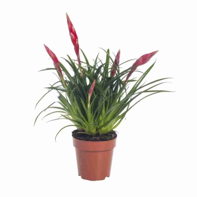 Вриезия Астрид