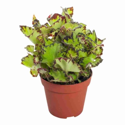 Бегония рекс Джайв