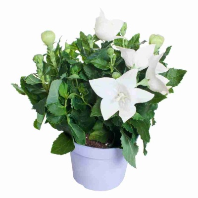 Платикодон белый