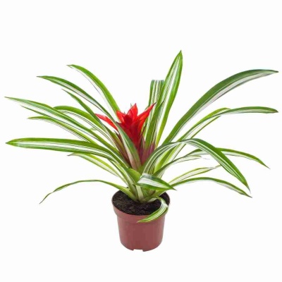 Гузмания Сью Анна