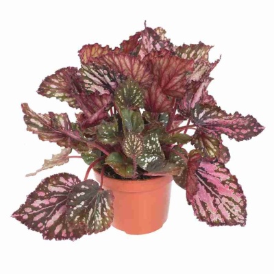 Бегония рекс Каракас